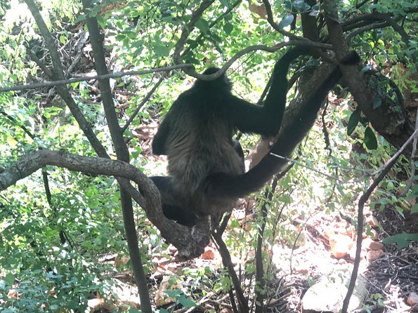 Elephant & Monkey Sanctuary Tour from Johannesburg - Is $307.20 good value?