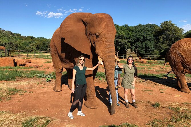 Elephant Sanctuary Tour from Johannesburg - Is $274.85 good value?