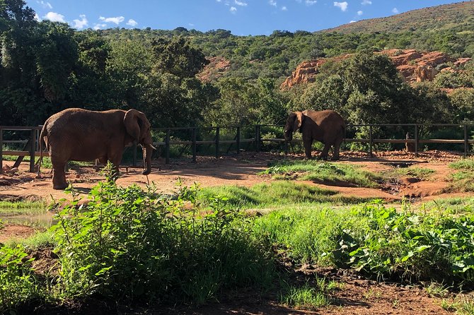 Elephant Sanctuary Tour from Johannesburg - Who will enjoy this elephant encounter most?