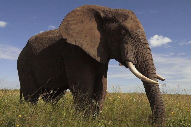 Elephant Sanctuary Tour from Johannesburg - Should you book this Johannesburg elephant tour?