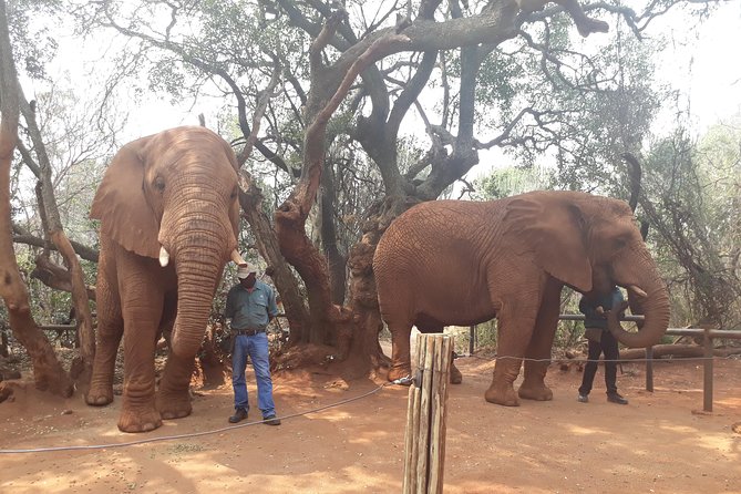 Elephant Sanctuary Tour from Johannesburg or Pretoria - Why this six-hour elephant outing works well