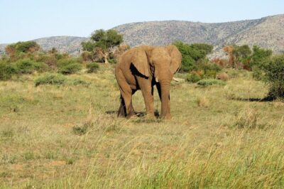 Elephant Sanctuary Tour from Johannesburg or Pretoria