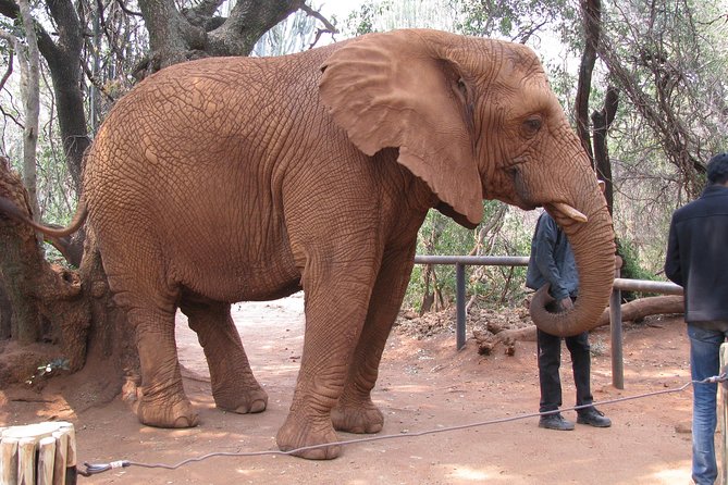 Elephant Sanctuary Tour from Johannesburg or Pretoria - How the price of $247.03 measures up