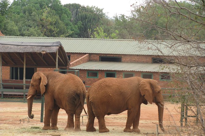 Elephant Sanctuary Tour from Johannesburg or Pretoria - What the guides add to the day