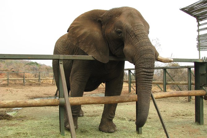 Elephant Sanctuary Tour from Johannesburg or Pretoria - Booking timing, children, and cancellation