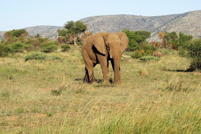 Elephant Sanctuary Tour from Johannesburg or Pretoria - What happens at Elephant Sanctuary Hartbeespoort Dam