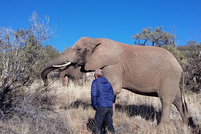 Elephant Walk Guided Half Day Tour from Johannesburg - Key points to know before booking