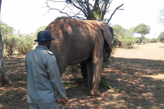 Elephant Walk Guided Half Day Tour from Johannesburg - Walking with elephants instead of watching a show