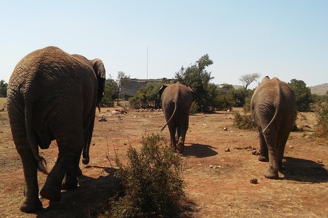 Elephant Walk Guided Half Day Tour from Johannesburg - Is $189.65 good value?