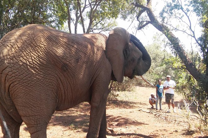 Elephant Walk Guided Half Day Tour from Johannesburg - Who should book this elephant walk?