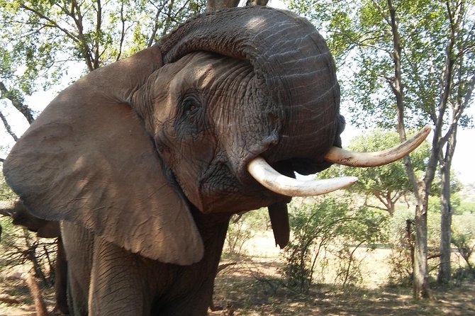 Elephant Walk Guided Half Day Tour from Johannesburg - Elephant Sanctuary Hartbeesport Dam: the main one-hour encounter