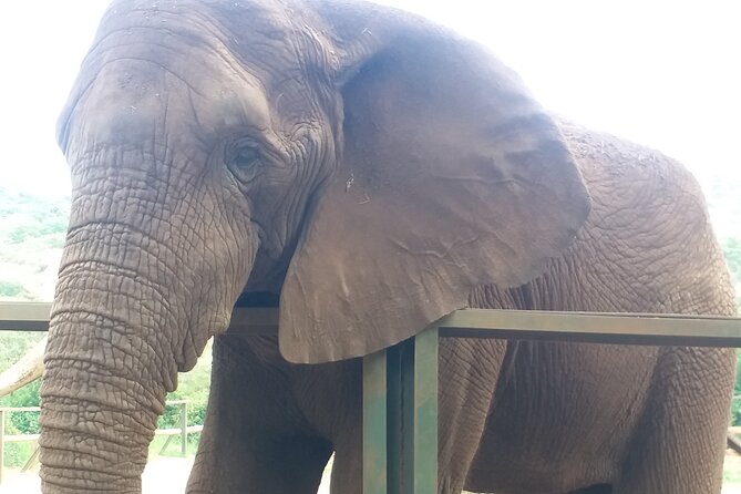 Enlightening Elephants And Monkeys Sanctuary Guided Day Tour - Why this makes sense from Johannesburg