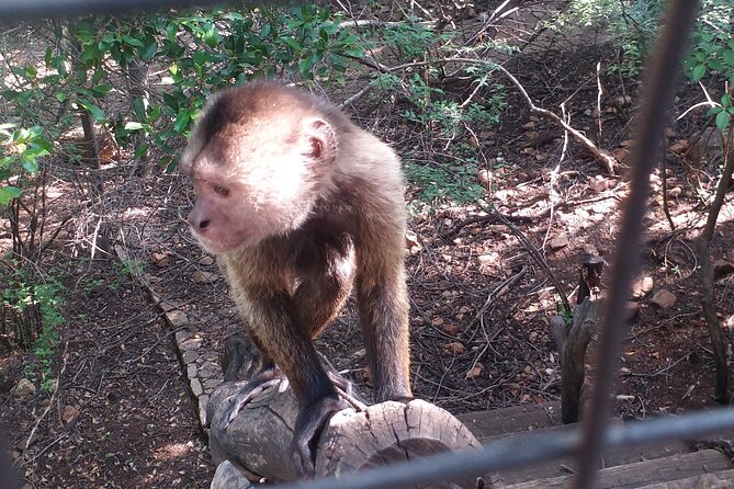 Enlightening Elephants And Monkeys Sanctuary Guided Day Tour - Price, inclusions, and what you still need to plan