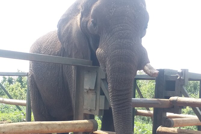 Enlightening Elephants And Monkeys Sanctuary Guided Day Tour - How the eight-hour day is likely to feel