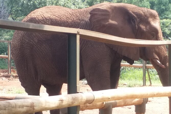 Enlightening Elephants And Monkeys Sanctuary Guided Day Tour - Who should book this animal experience