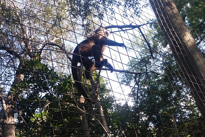 Enlightening Elephants And Monkeys Sanctuary Guided Day Tour - Booking, weather, and cancellation advice