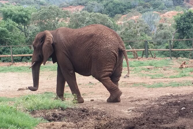 Enlightening Elephants And Monkeys Sanctuary Guided Day Tour - Meeting African elephants at Hartbeespoort Dam