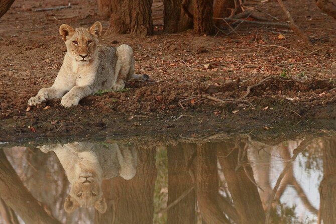 Exclusive Morning Game Drive Safari near Hoedspruit - A waterhole with Drakensberg views