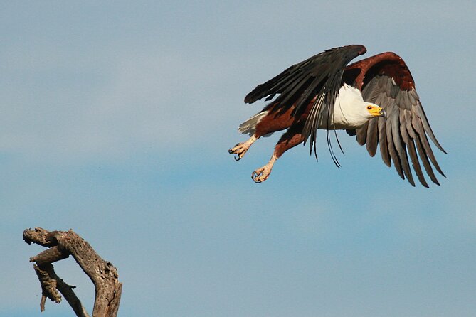 Exclusive Morning Game Drive Safari near Hoedspruit - Who will enjoy this drive most?