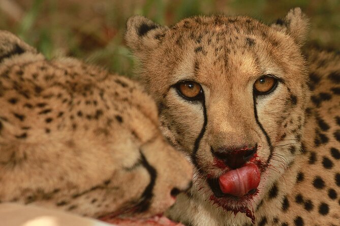 Exclusive Morning Game Drive Safari near Hoedspruit - Why the 5:30 am start is worth the effort