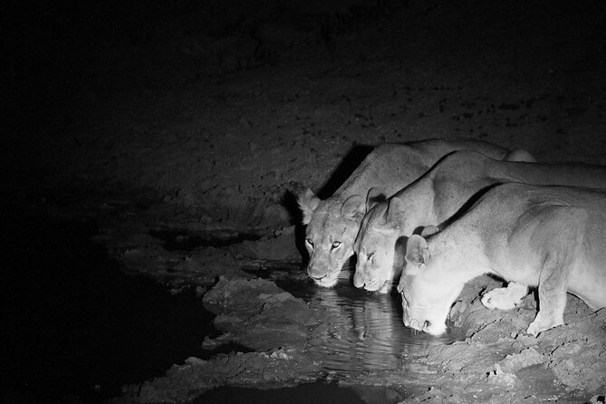 Exclusive Night Drive Safari near Hoedspruit - Key points before you book