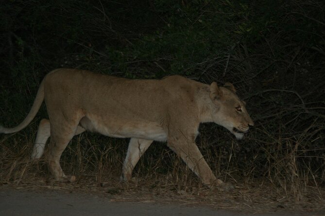 Exclusive Night Drive Safari near Hoedspruit - The guide’s role in finding more than animals