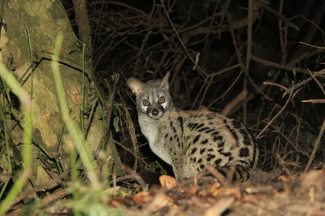 Exclusive Night Drive Safari near Hoedspruit - Big Five hopes and realistic expectations