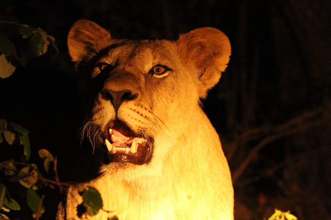 Exclusive Night Drive Safari near Hoedspruit - Private groups make this a good family choice