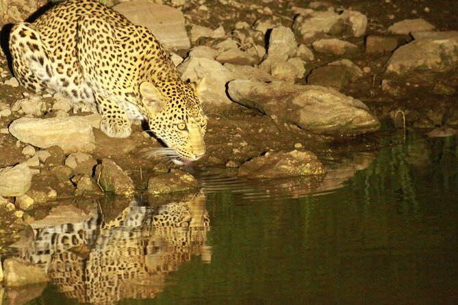 Exclusive Night Drive Safari near Hoedspruit - Is $111.05 a fair price?