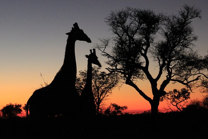 Exclusive Night Drive Safari near Hoedspruit - What the three-hour drive is likely to feel like