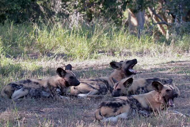 Exclusive Sunset Game Drive Safari near Hoedspruit - What Makes the 5,500-Hectare Reserve Interesting