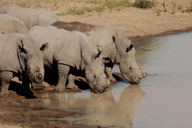 Exclusive Sunset Game Drive Safari near Hoedspruit - How the Price of $112.20 Makes Sense
