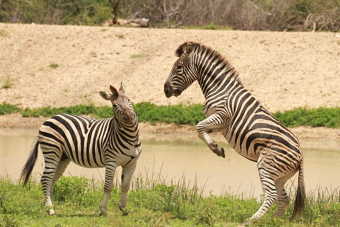 Exclusive Sunset Game Drive Safari near Hoedspruit - Who Will Get the Most From This Safari