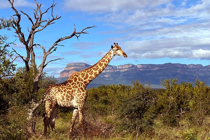 Exclusive Sunset Game Drive Safari near Hoedspruit - Booking, Weather, and Practical Details