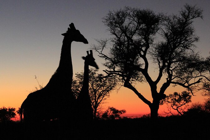 Exclusive Sunset Game Drive Safari near Hoedspruit - A Guide Who Adds Meaning to the Drive