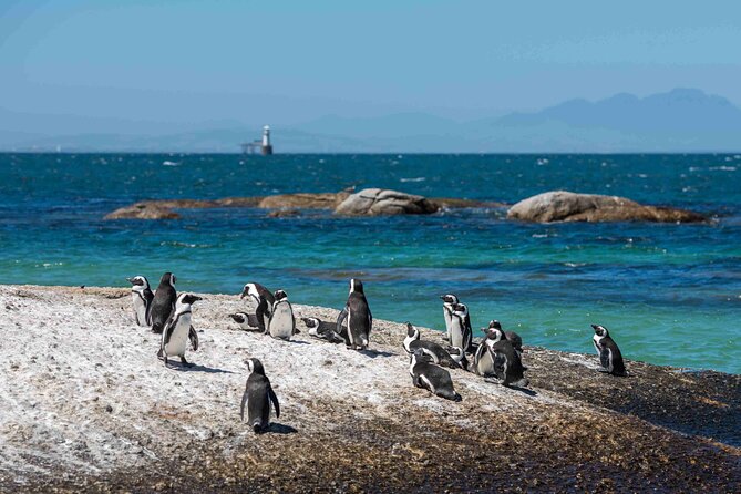 Explore Cape of Good Hope and Boulders Beach Private Tour - Chapman’s Peak is a highlight even before Cape Point