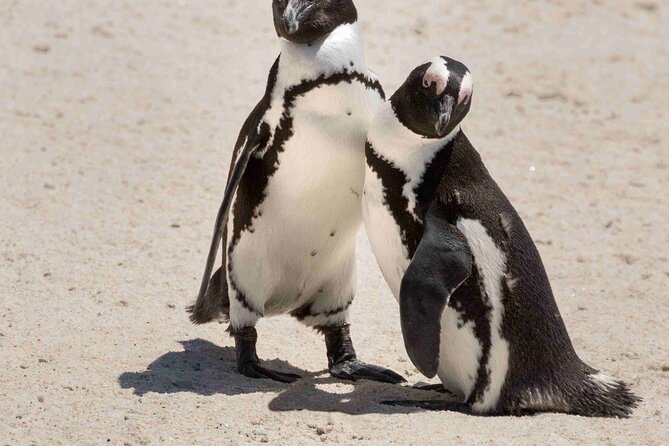 Explore Cape of Good Hope and Boulders Beach Private Tour - Noordhoek offers a quieter pause