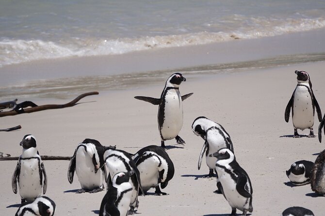 Explore Cape of Good Hope and Boulders Beach: Private Tour - Bo-Kaap and Clifton: two quick introductions to Cape Town