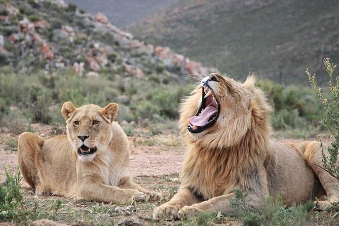 Explore the best Big 5 Aquila Safari Tour and Wine Tasting - The day at a glance