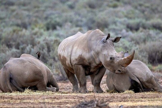 Explore the best Big 5 Aquila Safari Tour and Wine Tasting - The two to three-hour open 4x4 game drive
