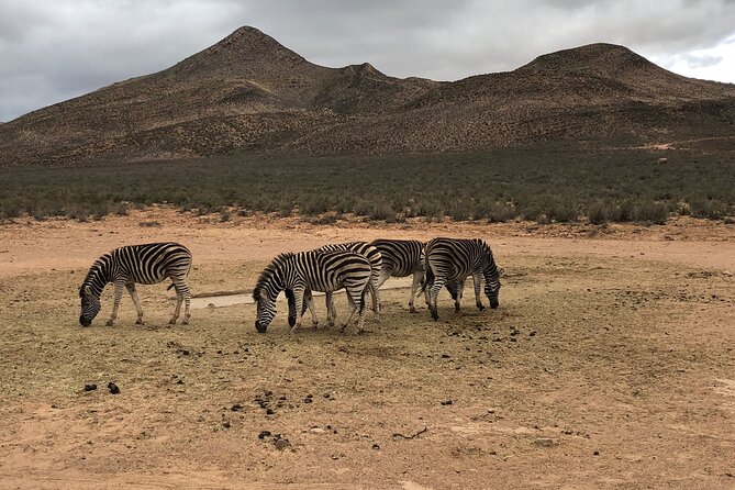 Explore the best Big 5 Aquila Safari Tour and Wine Tasting - What the $248.19 price really buys