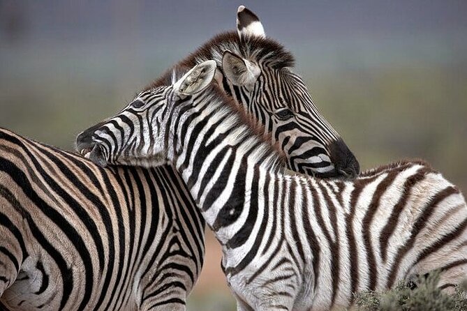 Explore the best Big 5 Aquila Safari Tour and Wine Tasting - Fairview’s one-hour wine and cheese stop