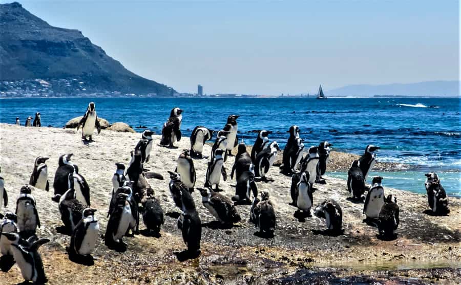 Fascinating Cape Peninsula Experience (private & exclusiv) - Why a private Cape Peninsula tour makes sense