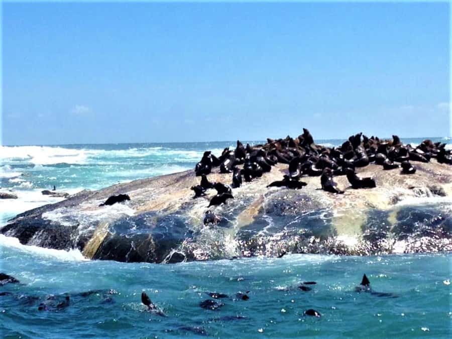 Fascinating Cape Peninsula Experience (private & exclusiv) - Cape fynbos, the plant life you should notice