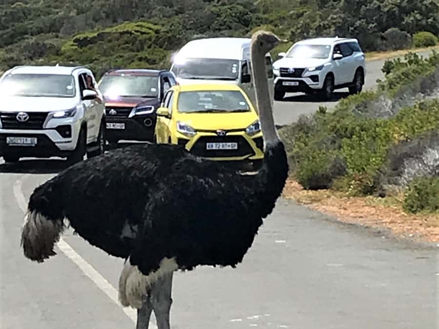 Fascinating Cape Peninsula Experience (private & exclusiv) - Costs, inclusions, and the points to check
