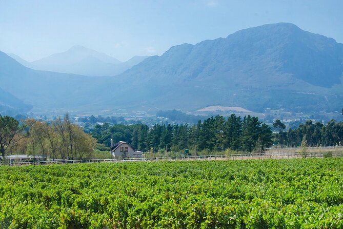 Franschhoek Half Day Winelands Mountain Bike Tour - La Bri: a smaller, quieter second stop