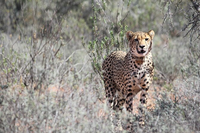 Free Roaming Cheetah Experience - Why free-roaming cheetahs make this different