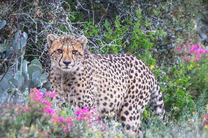 Free Roaming Cheetah Experience - The mini game drive comes first