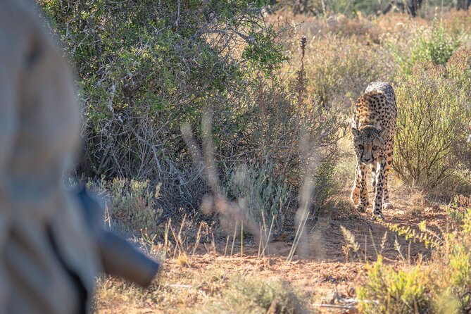 Free Roaming Cheetah Experience - Searching by vehicle and on foot