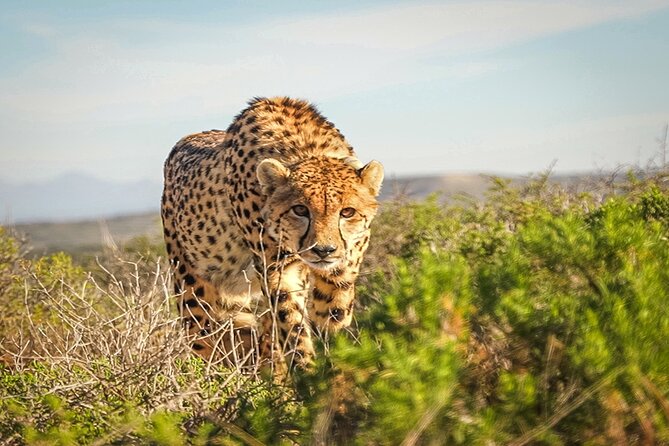 Free Roaming Cheetah Experience - What the guide adds to the outing